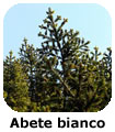 Abete bianco